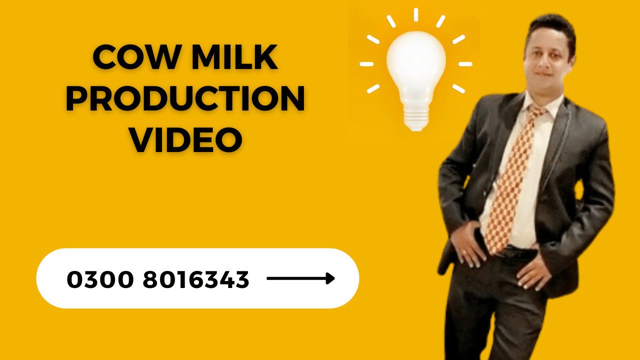 cow milk production video